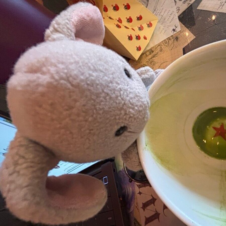 Goop, a pale grey lop bunny, inspecting a bowl of matcha